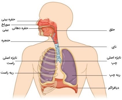 دستگاه تنفس